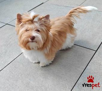 Ράτσα: Γιόρκσάϊρ τεριέ - Yorkshire Terrier | Ηλικία: 2,5 μηνών | Φύλο: Αρσενικό | Αρ. Microchip: 2456887654 | Περιοχή: Αθήνα, Αττική